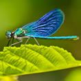 macro libellula full hd